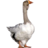 :farm_goose: